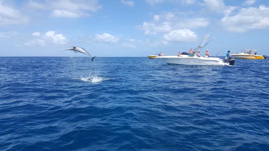 Mauritius: Ocean Swim with Dolphins - A short swim at the Aquarium