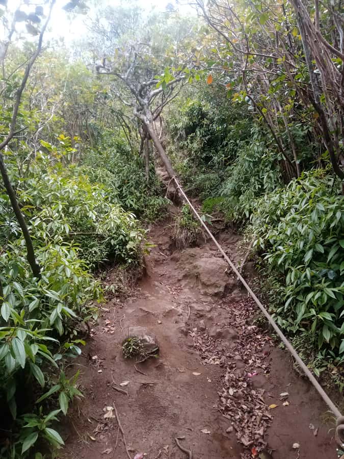 Mauritius: Piton de la Petite Rivière Noire Guided Hike - The final 100 meters deserve respect