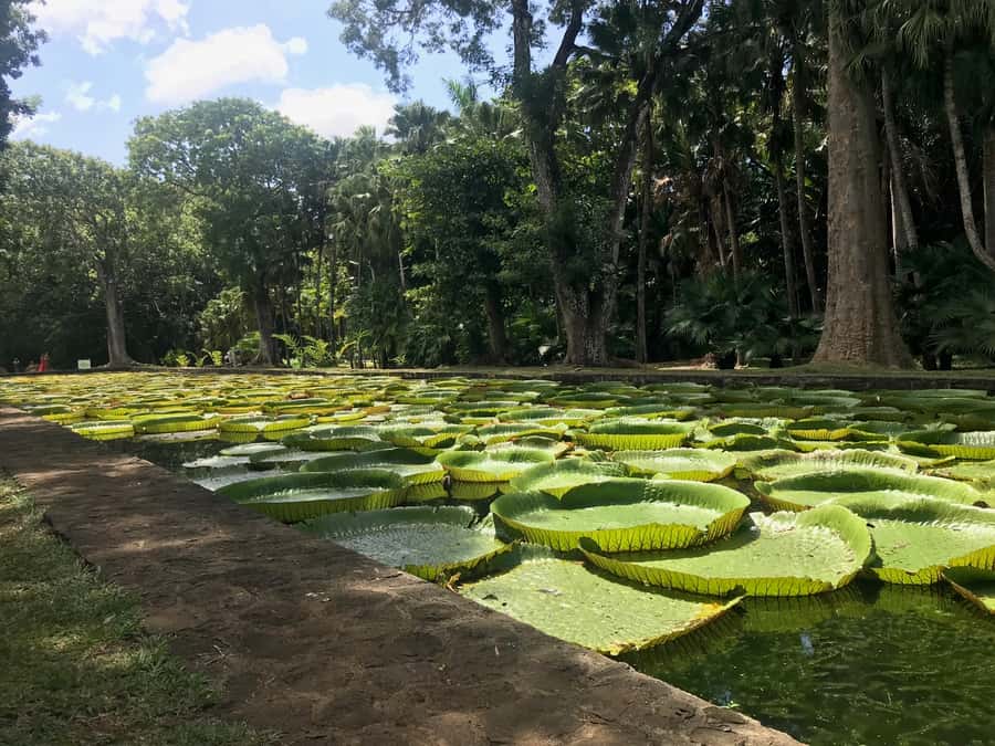 Mauritius: Private Full-Day Iconic Instagram Spots - Food, shopping, and what you pay for