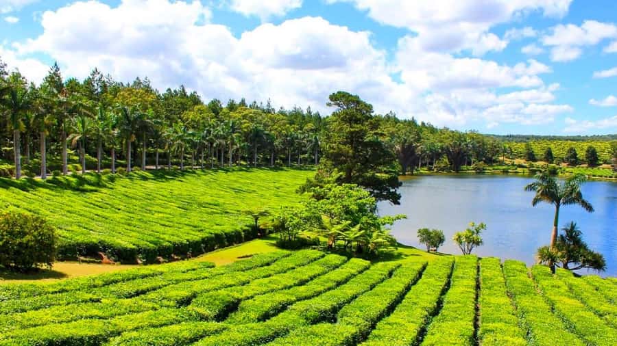 Mauritius: Private Full-Day South Mauritius Tour - Why a private south Mauritius tour makes sense