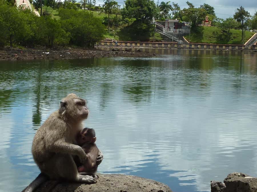 Mauritius: Private Guided South Tour with Pickup - Starting with Trou aux Cerfs in Curepipe