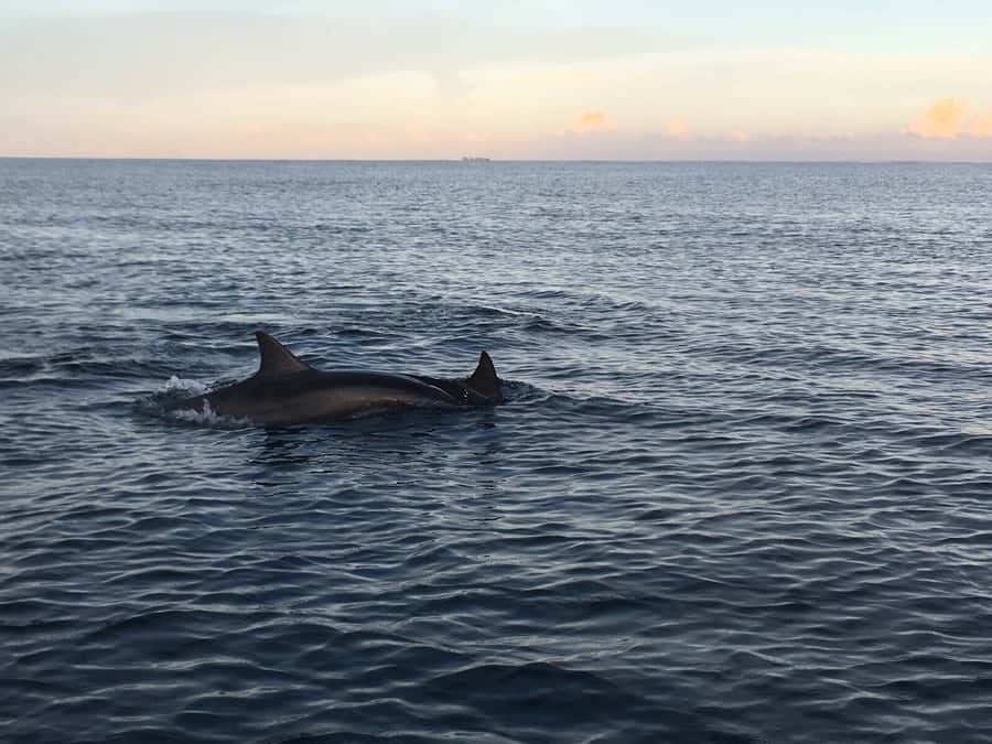 Mauritius: Private South Side and Dolphin Adventure Tour - Breakfast after the water
