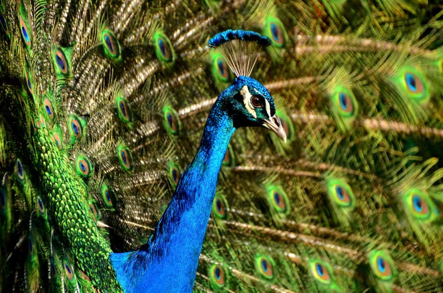 Mauritius: Private South Tour with Pickup - La Vallée des Couleurs and the 23 Colored Earth