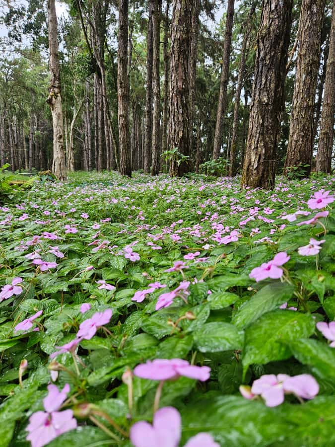 Mauritius: Private Southwest Chamarel Highlights Tour - Alexandra Falls and Black River Gorges