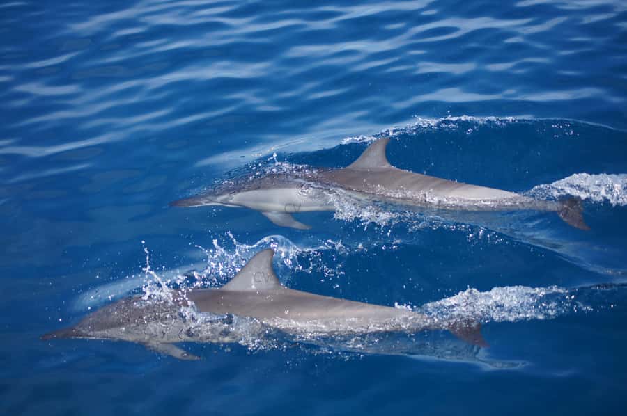 Mauritius: Private Swim with Dolphins - Key points to know before booking