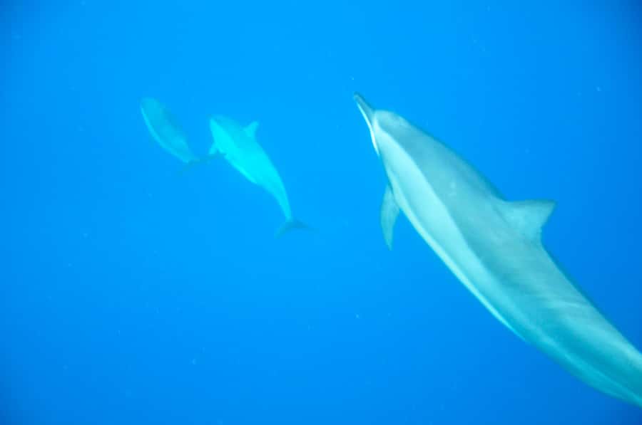 Mauritius: Private Swim with Dolphins - From Grande Rivière Noire to open water