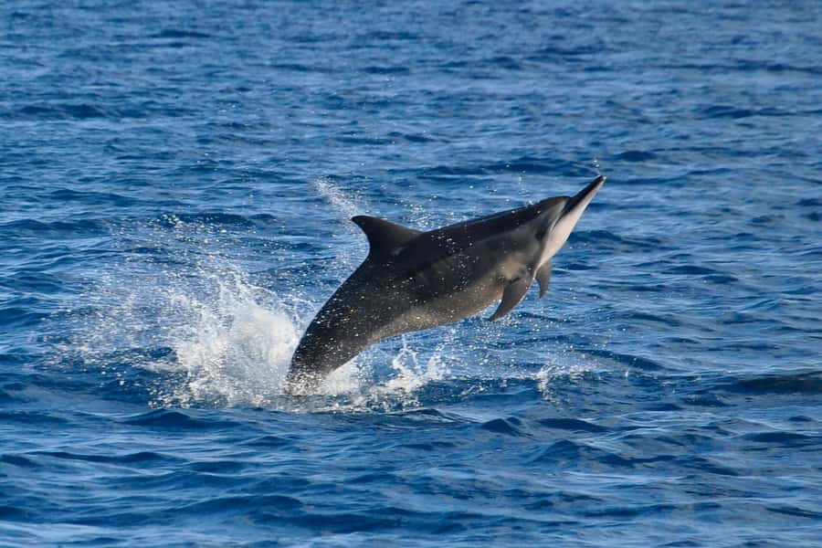 Mauritius: Private Swim with Dolphins - The swim itself: exciting, but not completely controlled
