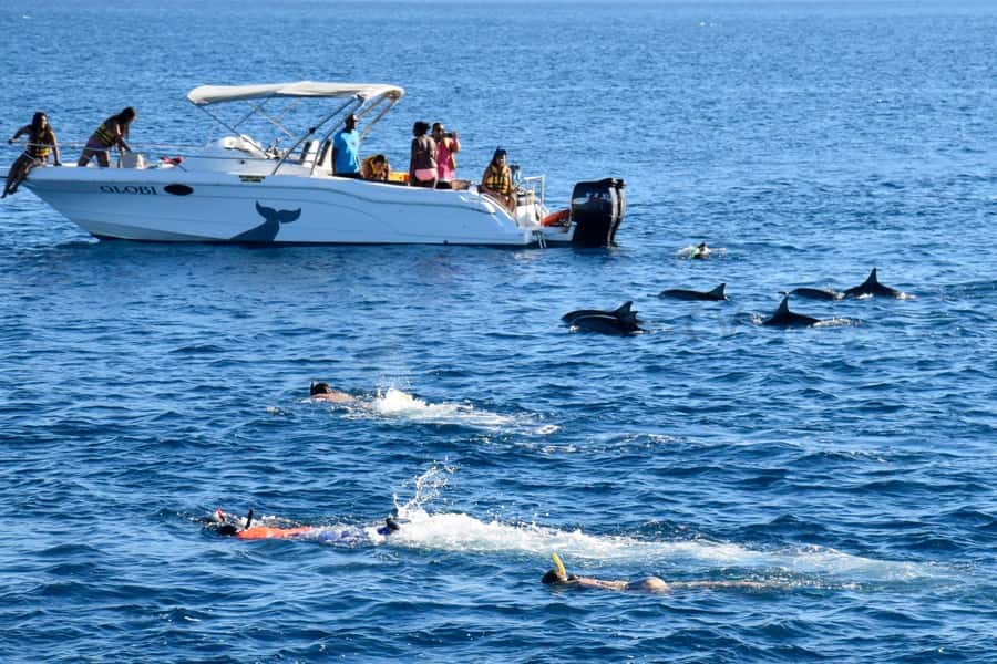 Mauritius: Private Swim with Dolphins - The strongest parts of the experience