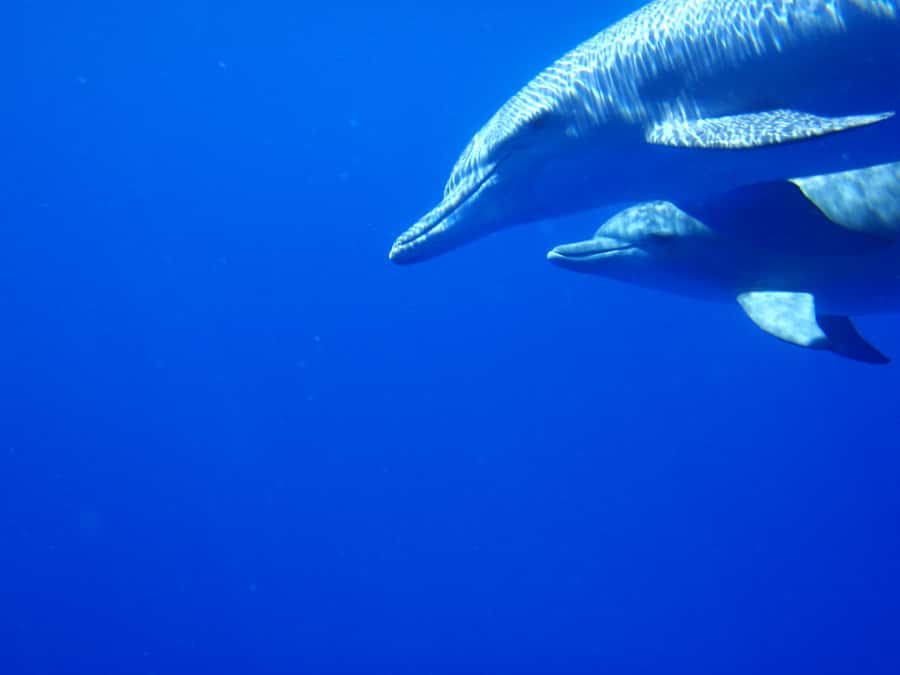 Mauritius: Private Swim with Dolphins - Watching dolphins before entering the water