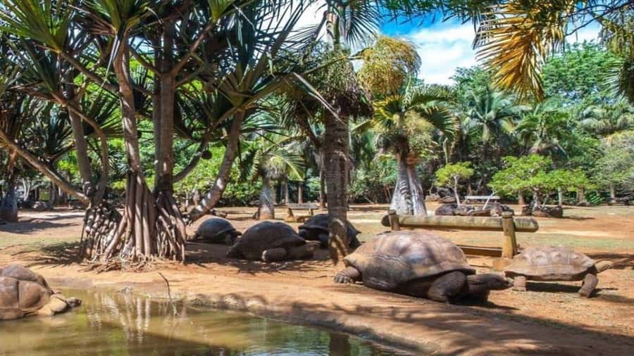 Mauritius : private wild south fullday tour - Bois Cheri tea factory and plantation views