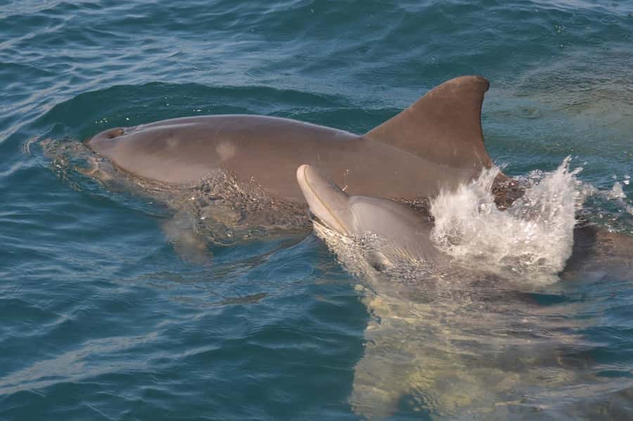 Mauritius: Snorkel and Swim with Dolphins on Speedboat Tour - Key points to know before you book