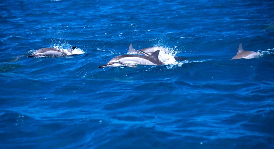 Mauritius: Snorkel and Swim with Dolphins on Speedboat Tour - Meeting the boat at Tamarin Beach