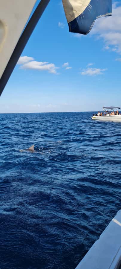 Mauritius: Snorkel and Swim with Dolphins on Speedboat Tour - Is $49 a good value?
