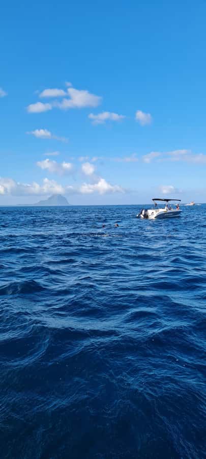 Mauritius: Snorkel and Swim with Dolphins on Speedboat Tour - Who should book this dolphin trip?