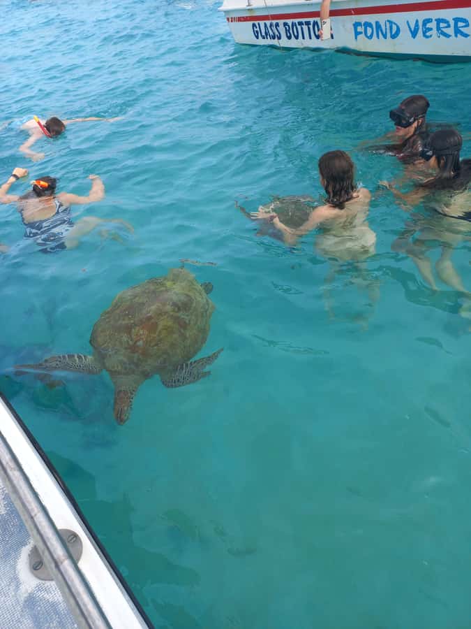 Mauritius: Snorkeling with turtles Le Transporteur speedboat - Key points to know before booking