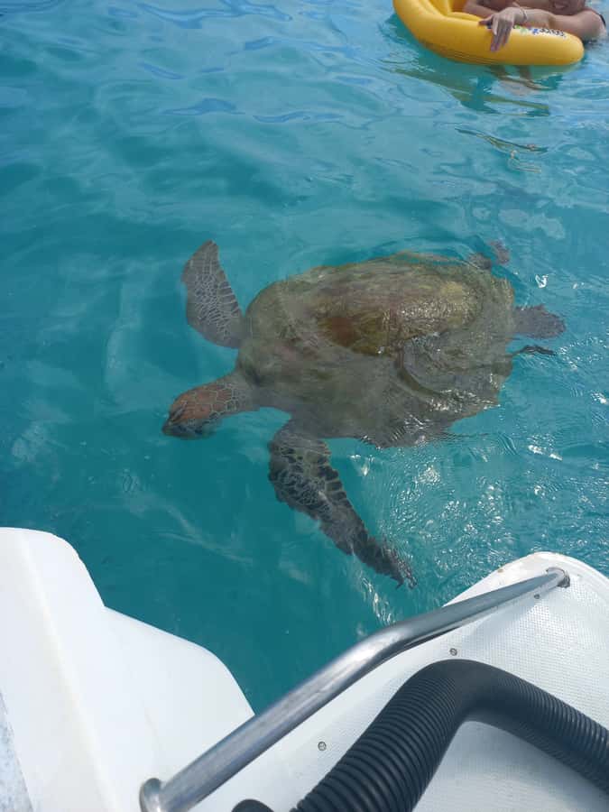 Mauritius: Snorkeling with turtles Le Transporteur speedboat - Leaving Grand Baie on a private speedboat