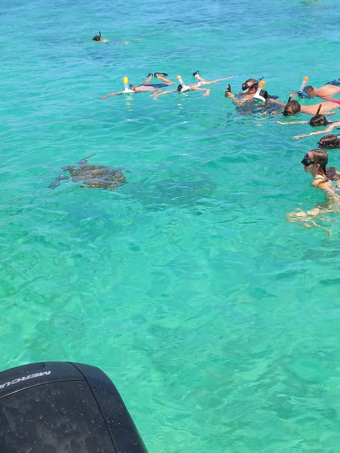 Mauritius: Snorkeling with turtles Le Transporteur speedboat - What the snorkeling stop is really like