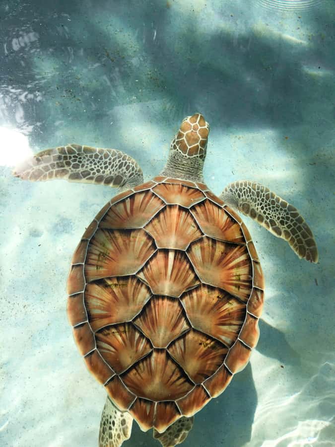 Mauritius: Snorkeling with Turtles & Port Louis Street Food - Why this pairing works so well
