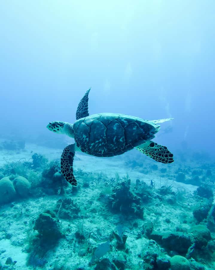 Mauritius: Snorkeling with Turtles & Port Louis Street Food - What you may see below the surface