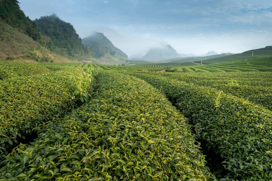 Mauritius: South Coast Tour with Tea Factory & Gris Gris - Gris Gris and the force of the open ocean