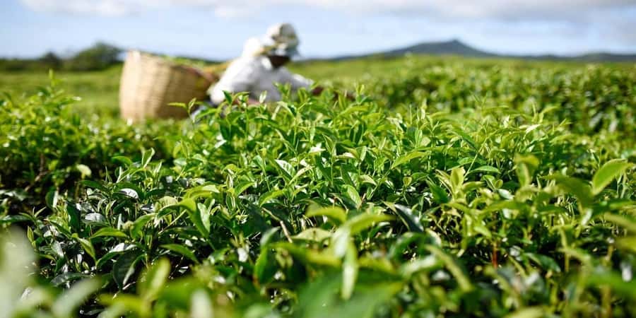 Mauritius: South of the Island Private Full-Day Tour - Rum tasting at St Aubin