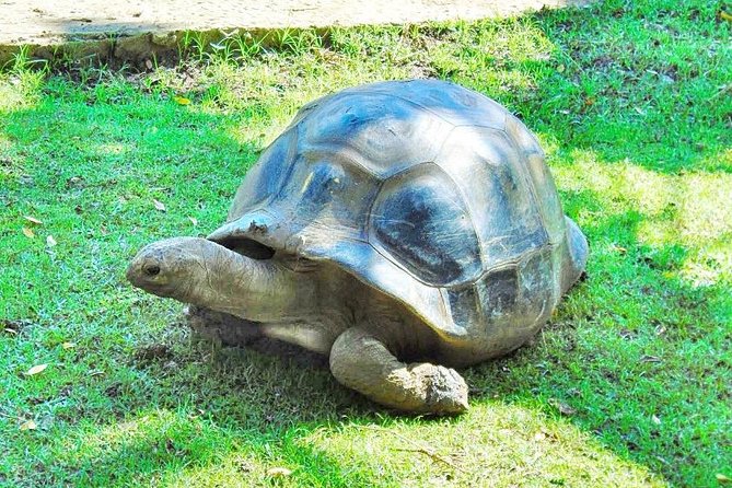 Mauritius South Tour Including Blue Bay Glass Bottom Boat & Snorkelling - St. Aubin Rhumerie and the taste of island agriculture