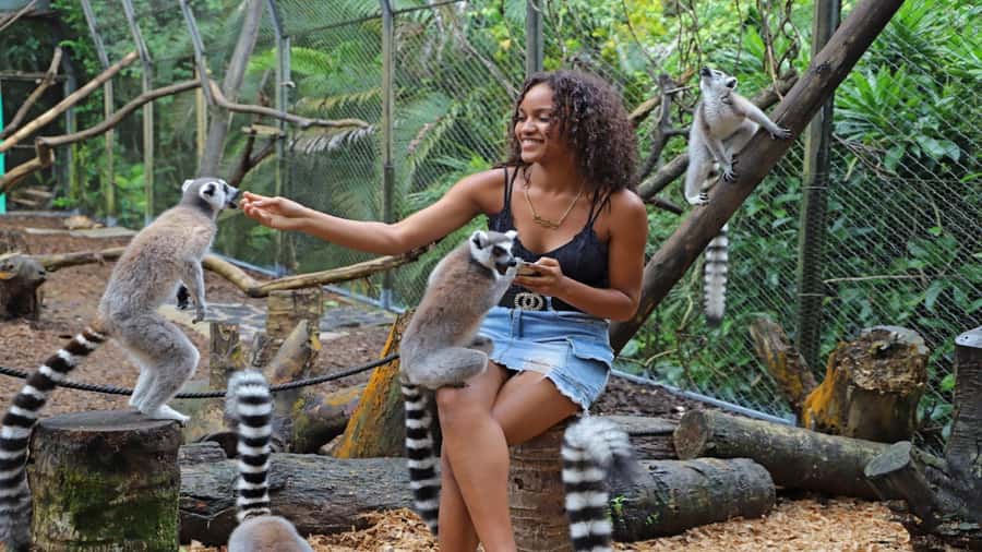 Mauritius: Southern Tour w/La Vanille & Le Morne Beach - La Vanille Nature Park and Its Giant Tortoises