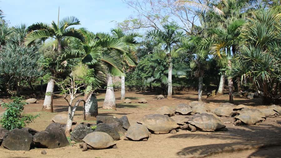 Mauritius: Southern Tour w/La Vanille & Le Morne Beach - Transport, Timing, and What the Day Feels Like
