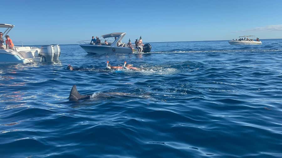 Mauritius: Swim with Dolphins, Crystal Rock & Lunch - Key points to know before booking