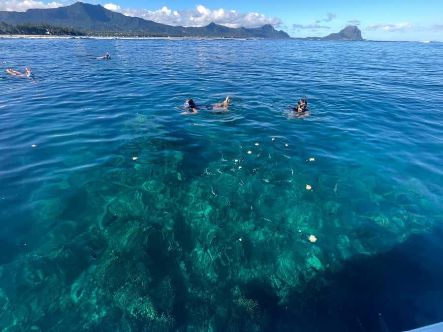 Mauritius: Swim with Dolphins, Crystal Rock & Lunch - Swimming with wild dolphins on the west coast