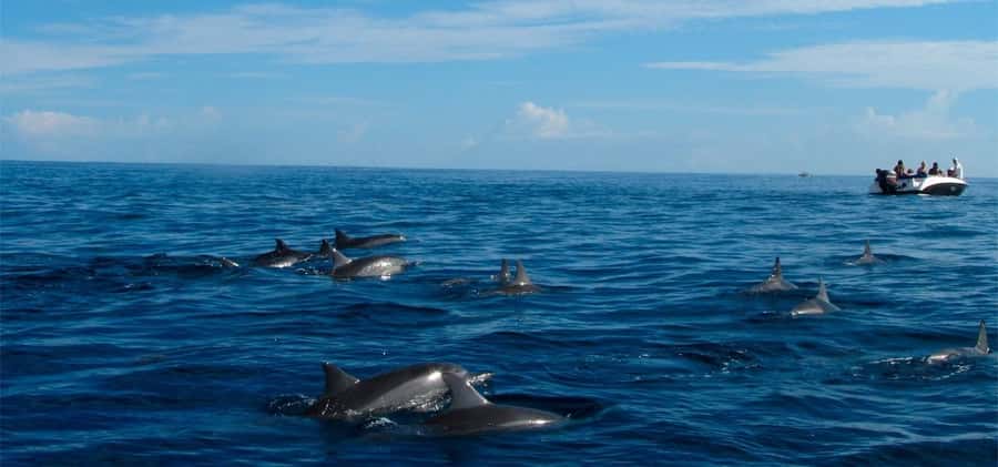 Mauritius: Swim with Dolphins Full-Day with Lunch/Drinks - Key points before you book