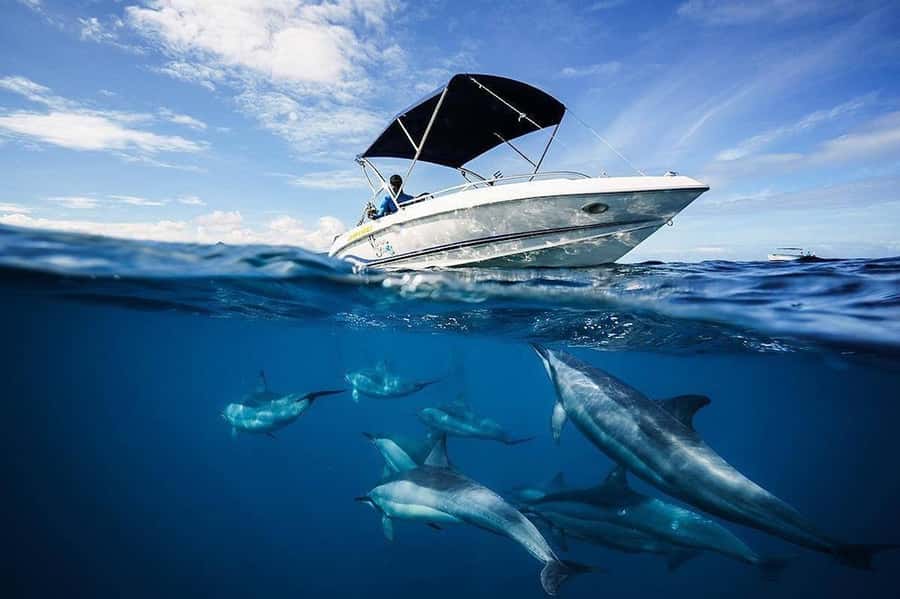Mauritius: Swim with Dolphins Full-Day with Lunch/Drinks - Swimming with wild dolphins near shore
