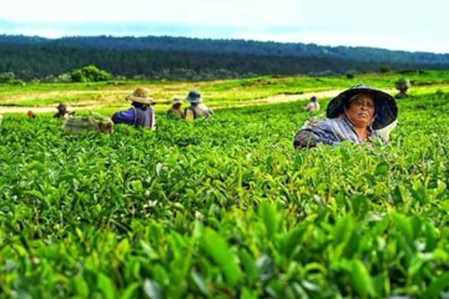 Mauritius: Tea and Sugar Plantation Guided Tour with Lunch - Bois Chéri explains how tea becomes a product