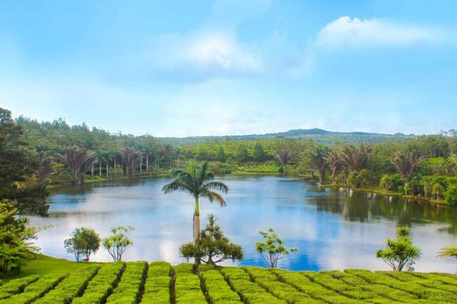 Mauritius: Tea and Sugar Plantation Guided Tour with Lunch - Who will enjoy this plantation day most?