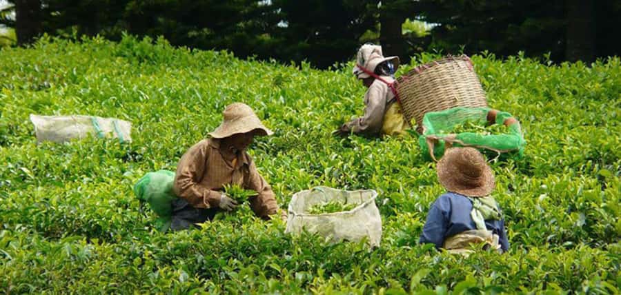 Mauritius: Tea and Sugar Plantation Guided Tour with Lunch - Le Domaine des Aubineaux begins with colonial Mauritius