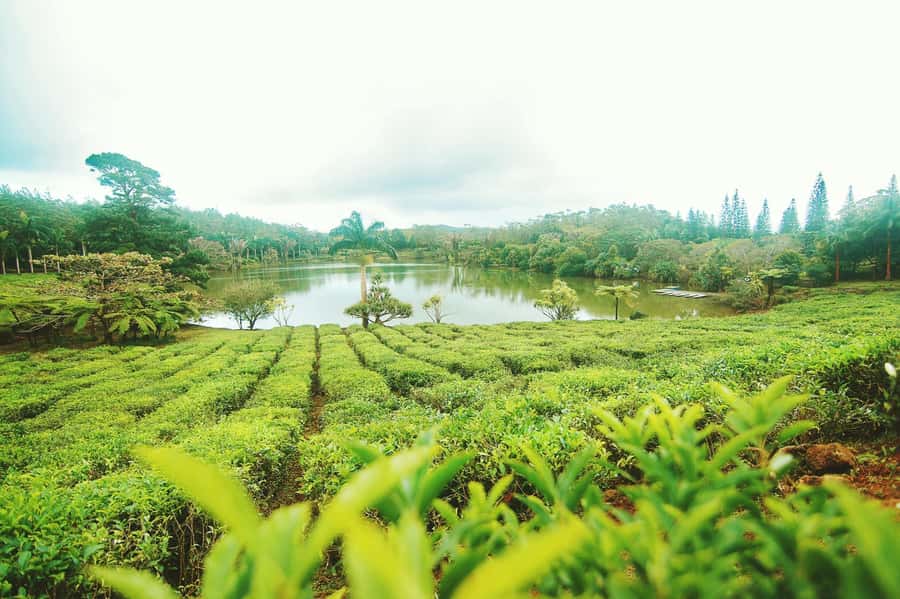 Mauritius: Tea, Rum and Vanilla Route with Lunch and Pickup - Bois Chéri factory, museum, and plantation walk