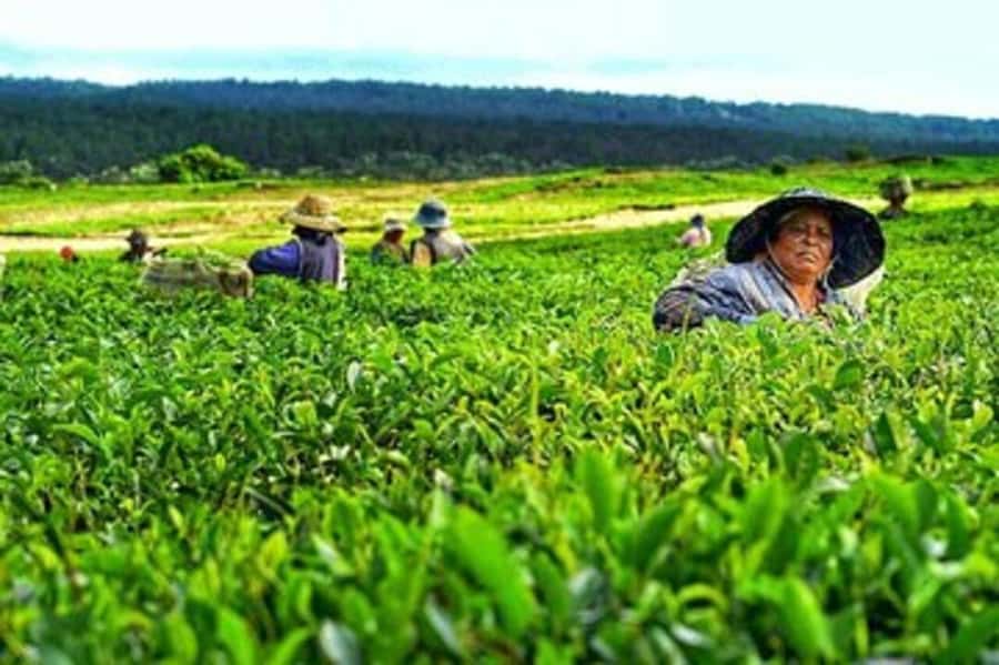 Mauritius: Tea, Rum and Vanilla Route with Lunch and Pickup - Saint Aubin, vanilla, spices, and rum