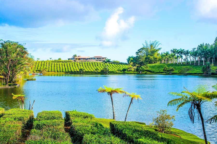 Mauritius: Tea, Rum and Vanilla Route with Lunch and Pickup - Rum tasting at La Maison du Rhum