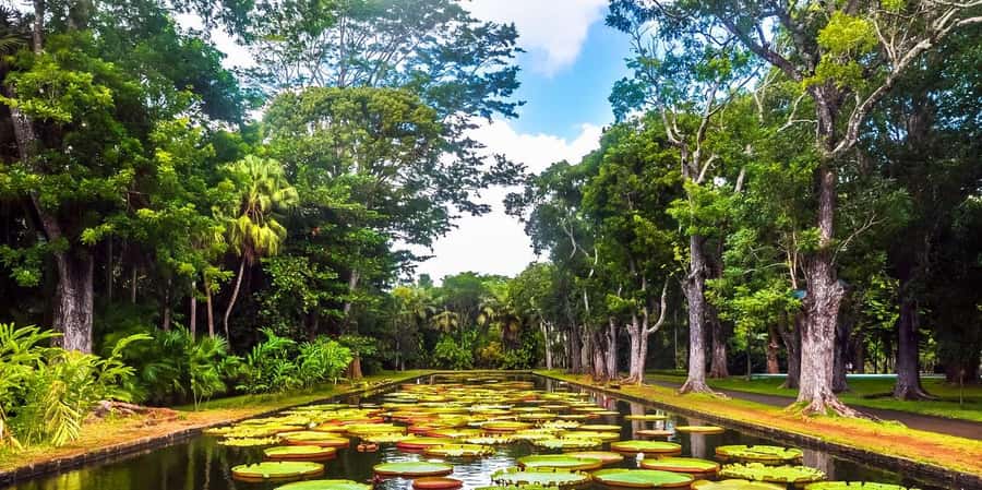 Mauritius: Turtle Swim and North Discovery Tour with Pickup - Starting early from Port Louis