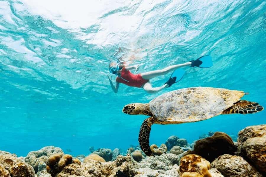 Mauritius: Turtle Swim and North Discovery Tour with Pickup - Trou aux Biches and the turtle swim