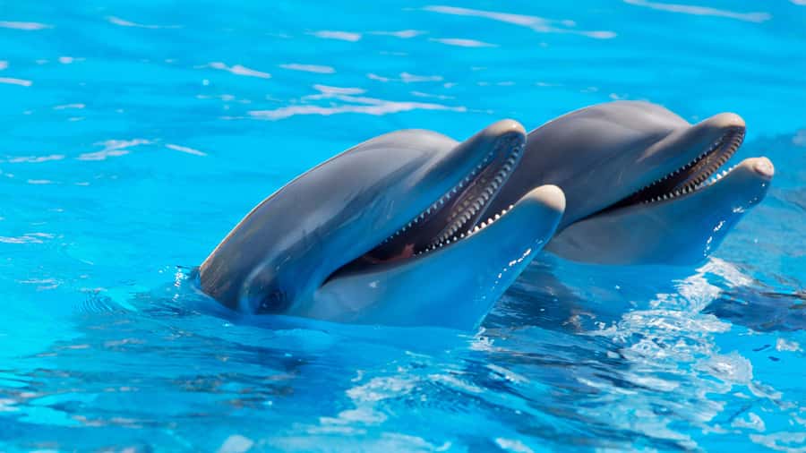 Mauritius West Coast DolphinSwim, CrystalRock,& lunch - Is $170 a fair price?