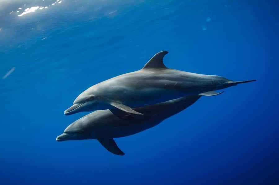 Mauritius West Coast DolphinSwim, CrystalRock,& lunch - Who will enjoy this cruise most?