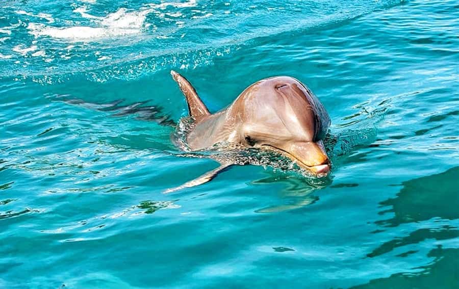 Mauritius: Wild Dolphin Encounter with Hotel Transfers - Key points to know before booking