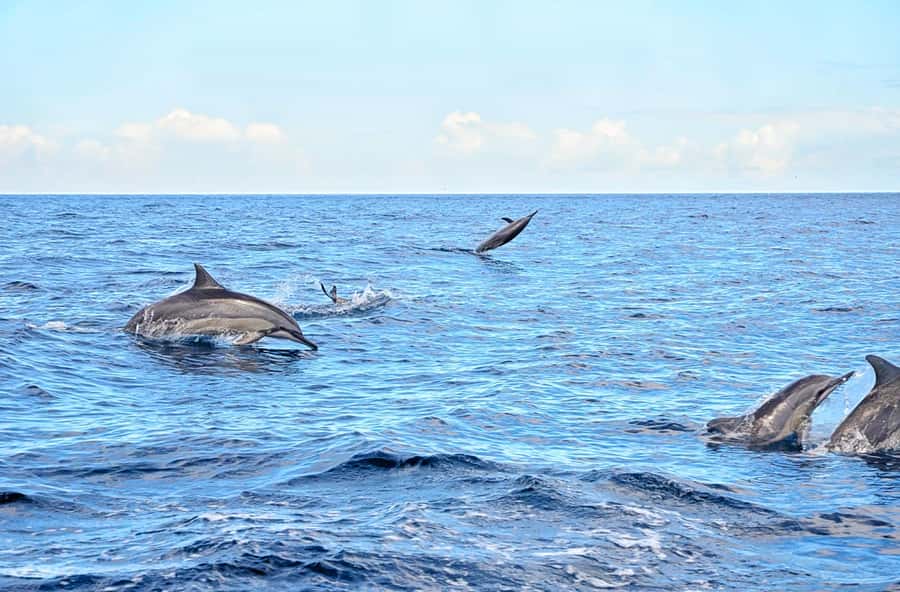 Mauritius: Wild Dolphin Encounter with Hotel Transfers - An early pickup leads to Mauritius’ west coast