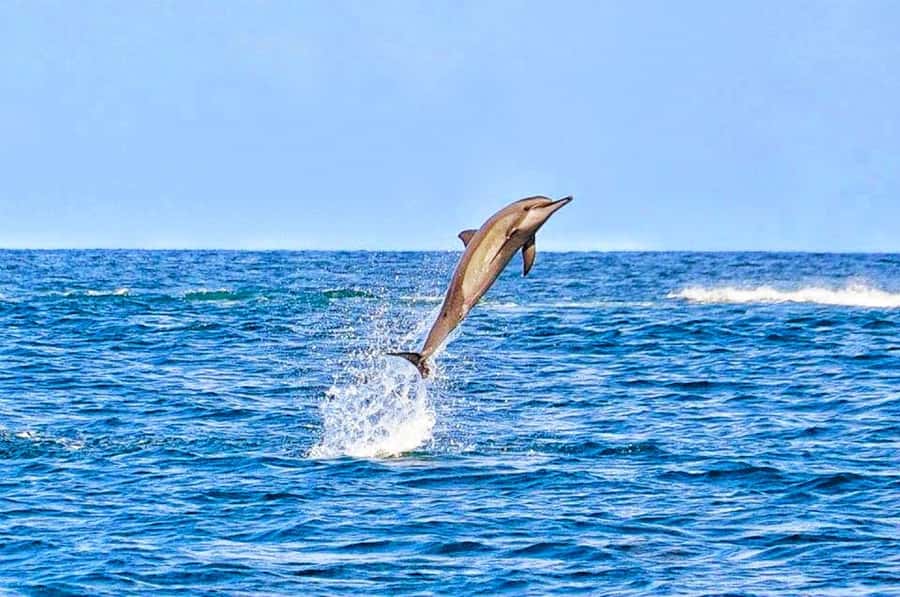 Mauritius: Wild Dolphin Encounter with Hotel Transfers - Entering the water with the dolphins