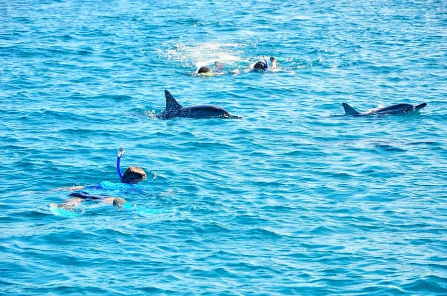 Mauritius: Wild Dolphin Encounter with Hotel Transfers - Setting out by boat for wild bottlenose dolphins