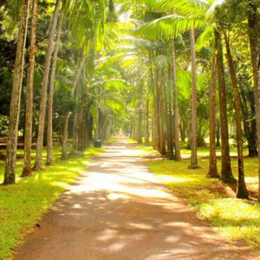 North Day Tour, Botanical Garden, Sugar Museum, Rum Tasting - Cap Malheureux and the Red Church