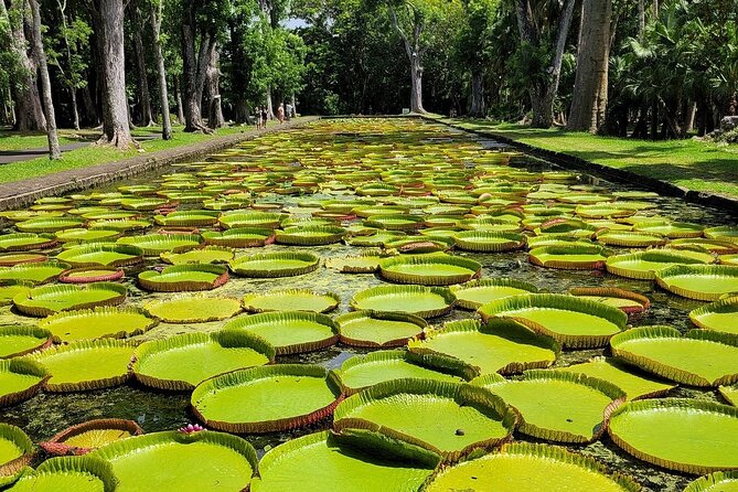 Northern Mauritius Private Tour w/ Port louis Market and Beaches - Mont Choisy: Mauritius’s long northern beach