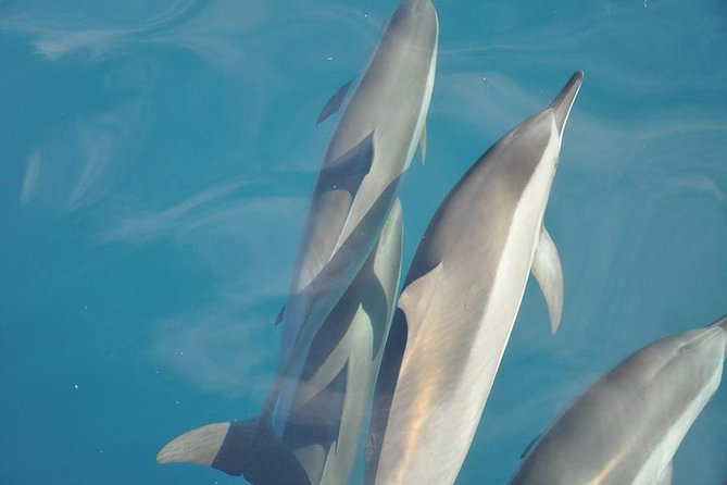 Ocean Swim with Dolphins - Meeting the boat at 7:30 am