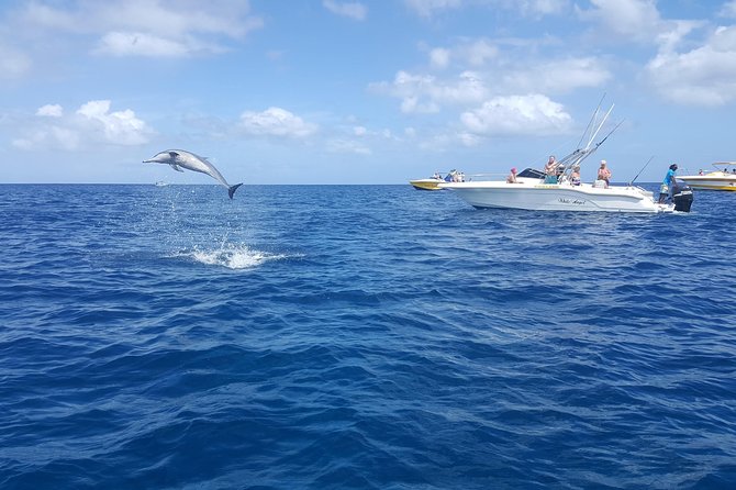 Ocean Swim with Dolphins - Who will enjoy this Mauritius outing most